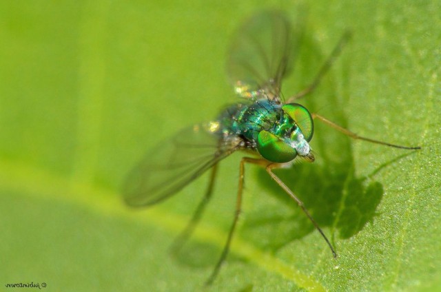 Мифы и правда о мухах