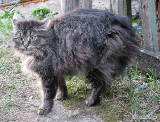 Котовторник стартует