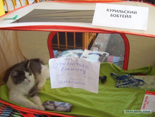 Сонный Котовторник
