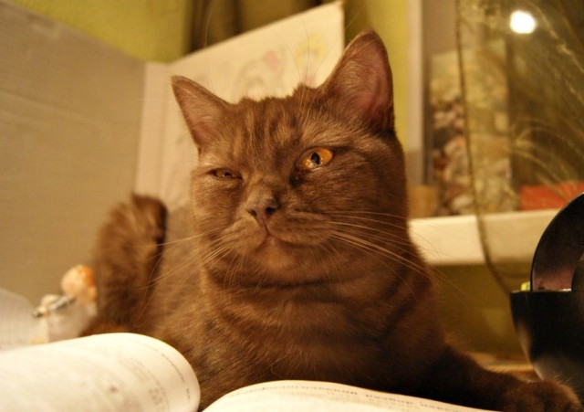 Котовторник (31.01.2012)