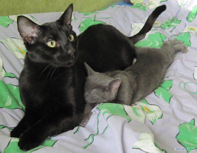 Котовторник (21.02.2012)