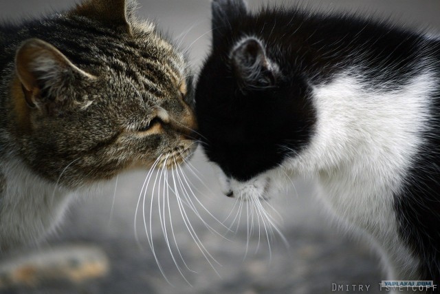 Котовторник 24.04.2012