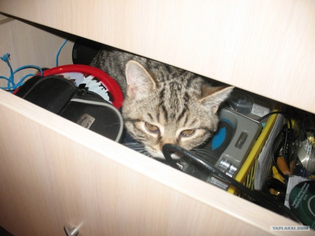 Котовторник 29.05.2012