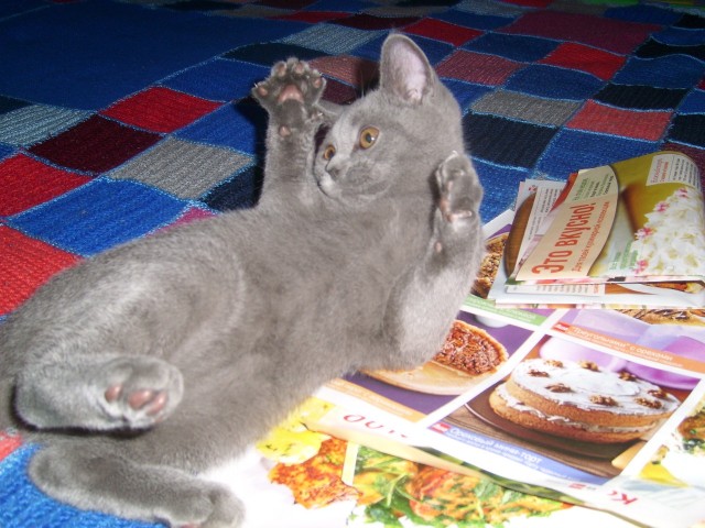 Котовторник  14.08.2012.