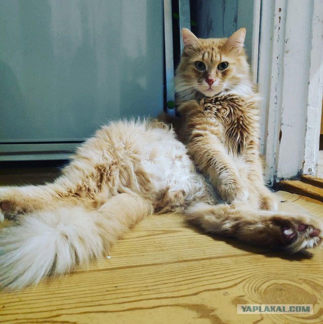 С Днём кошки!