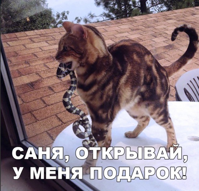 Забавные фото котеек