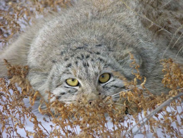 Дикий котовторник