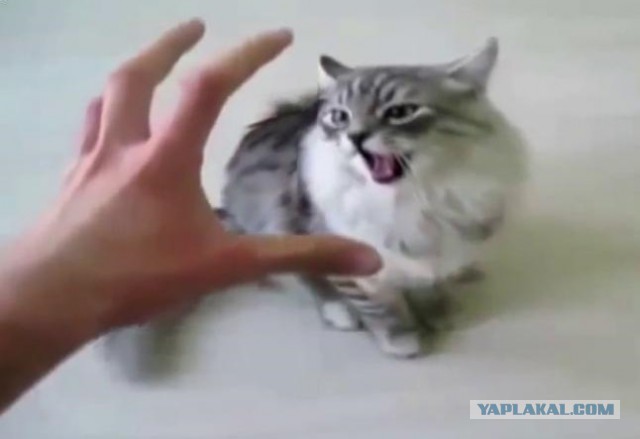 16 ритуалов, которые совершает каждый котовладелец