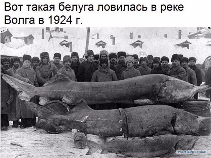 На Волге на 80% потеряны нерестилища осетра, заявили в Генпрокуратуре