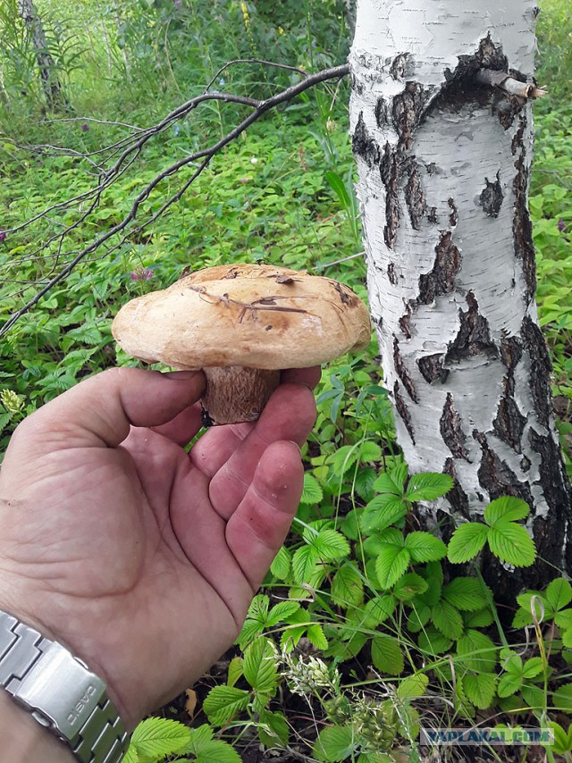 Грибные выходные