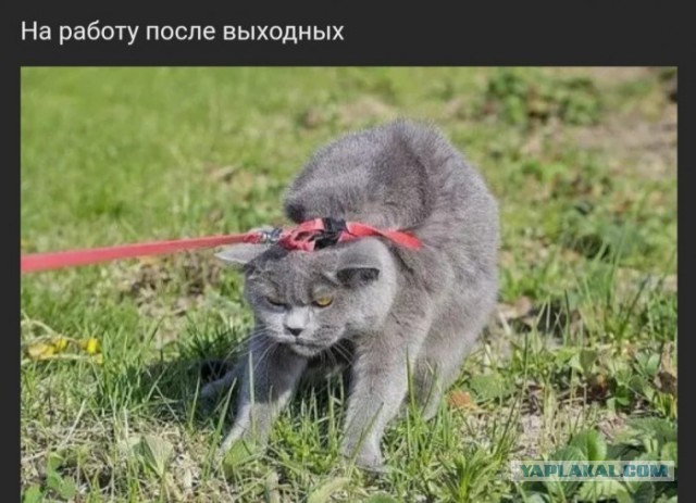 Чуток картинок. 12.01.2020