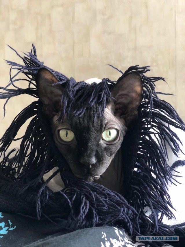 Котопост. Просто антикризисный котопост