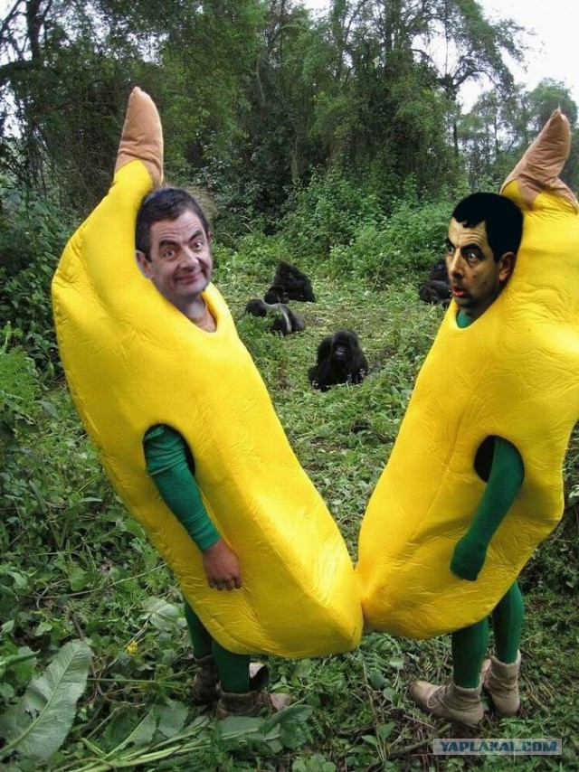 Друзья обезьян