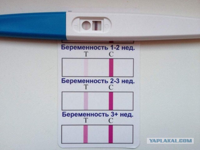 "Соседи пересадили мои цветы себе": 2 истории о дачных конфликтах