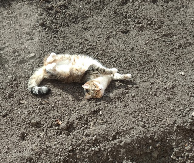 Про котикоф