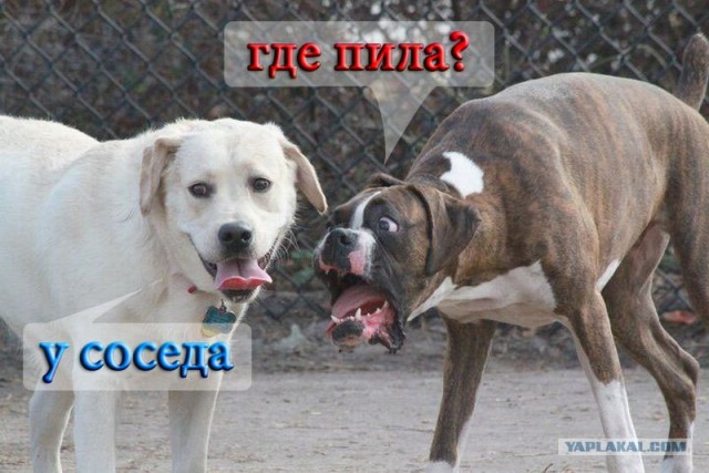 Фотожаба: Две собаки