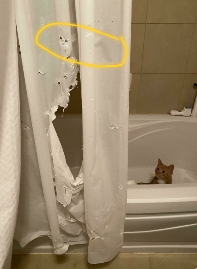 Фотографии, которые доказывают, что кошки самые большие сволочи