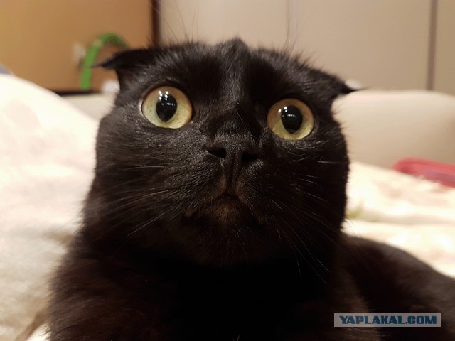 Картинки с котами и про котов