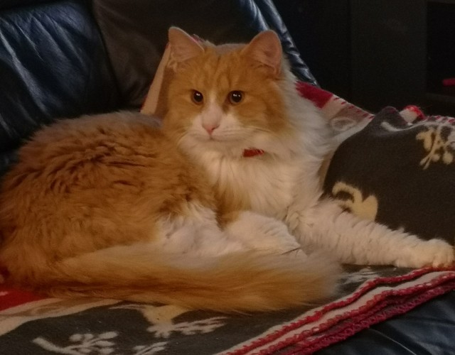 Котовторник!