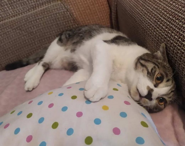 Разные котики