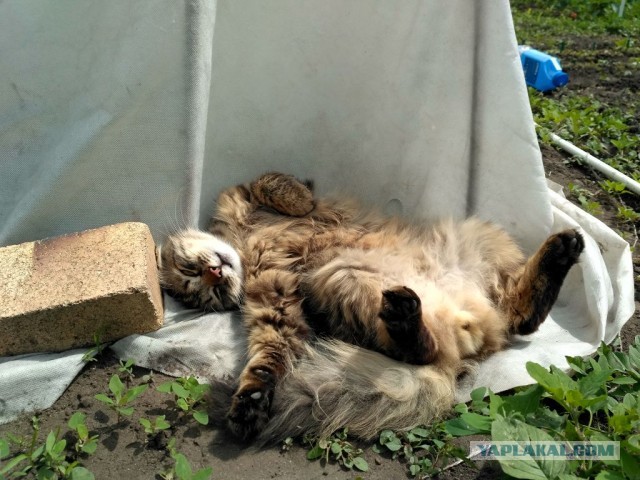 Сибирский кот  - звезда инета