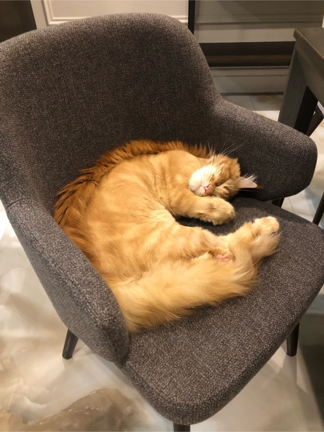 Котовторник 21.12.21