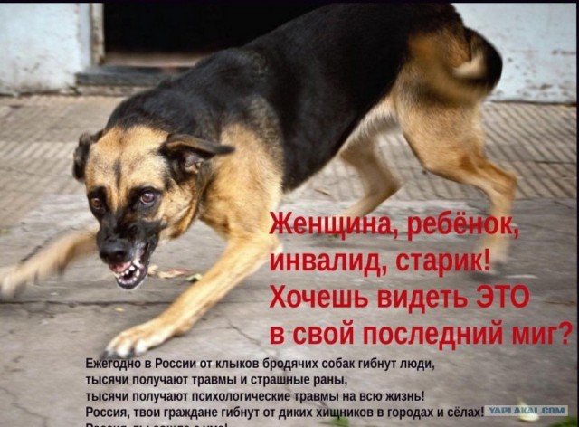 В Астрахани за вознаграждение ищут отравителей собак.