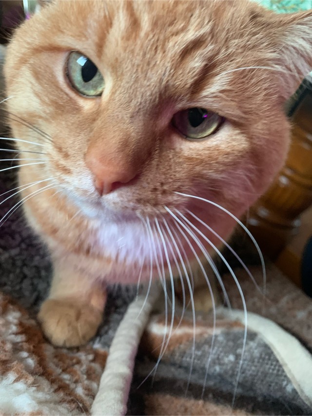Не буду я ждать котовторника!