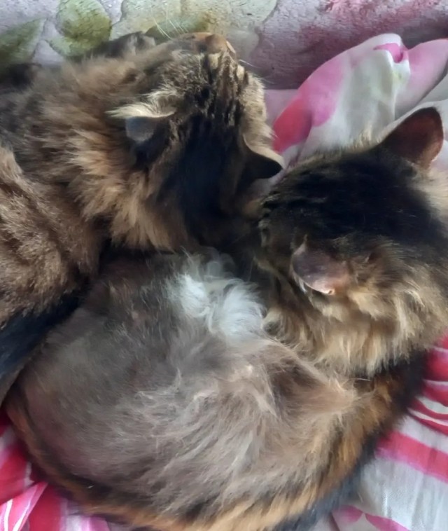 Ну, поехали в котоввторник!
