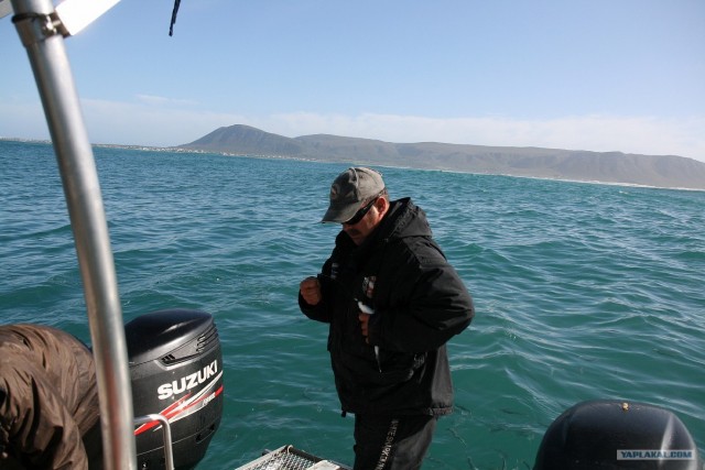 ЮАР, Замбия, Ботсвана