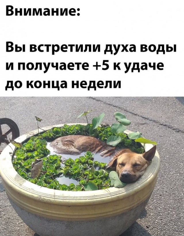 Картинки и мемы для настроения - 23