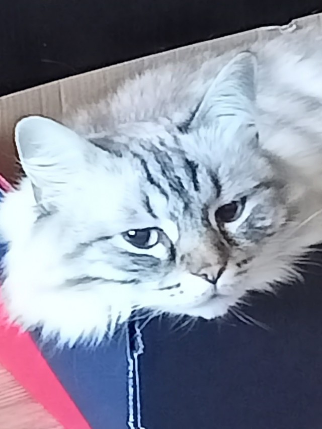 Кошка Фрейя