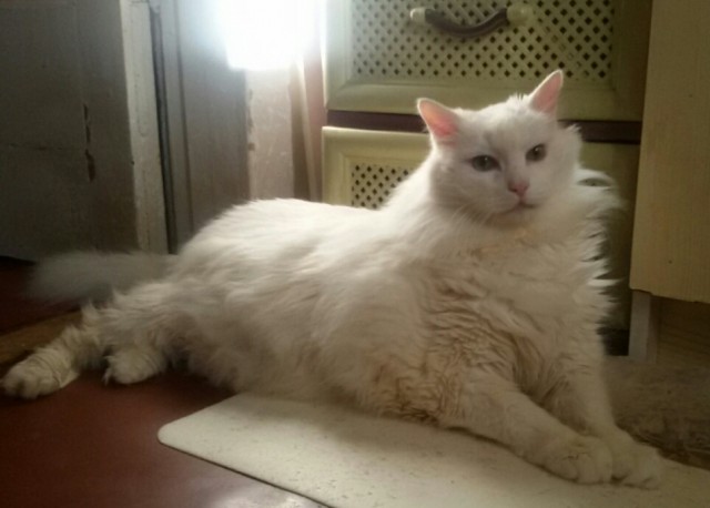 Котовторник 18.10.22