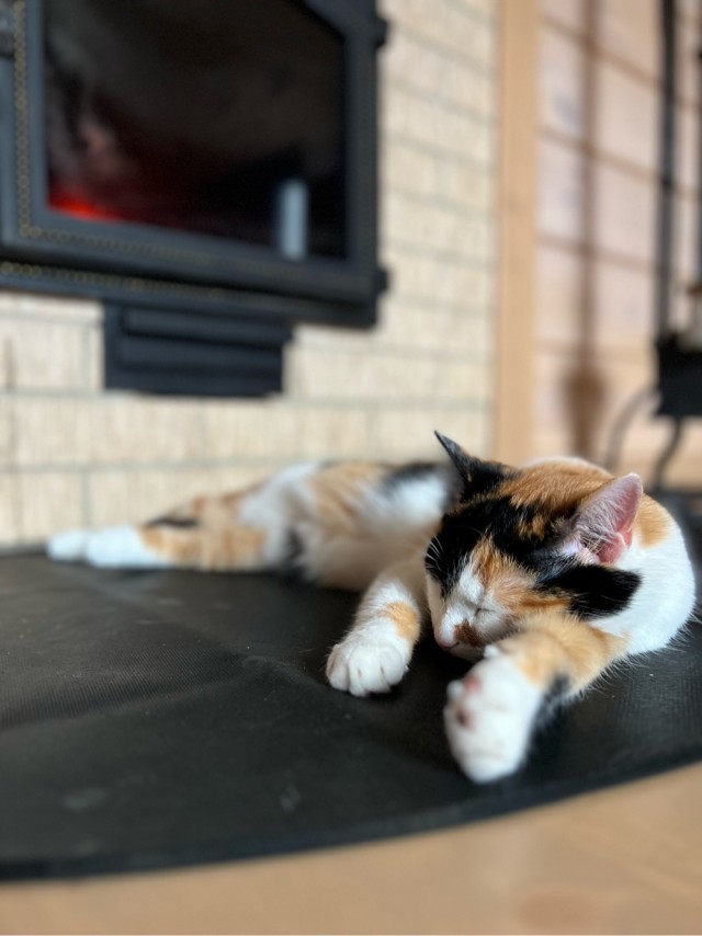 Котородня