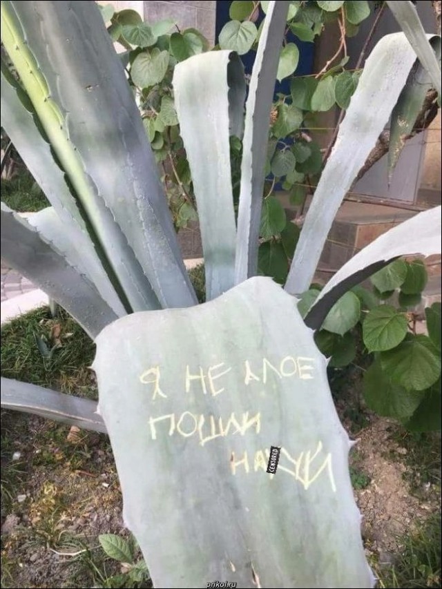 На заборе