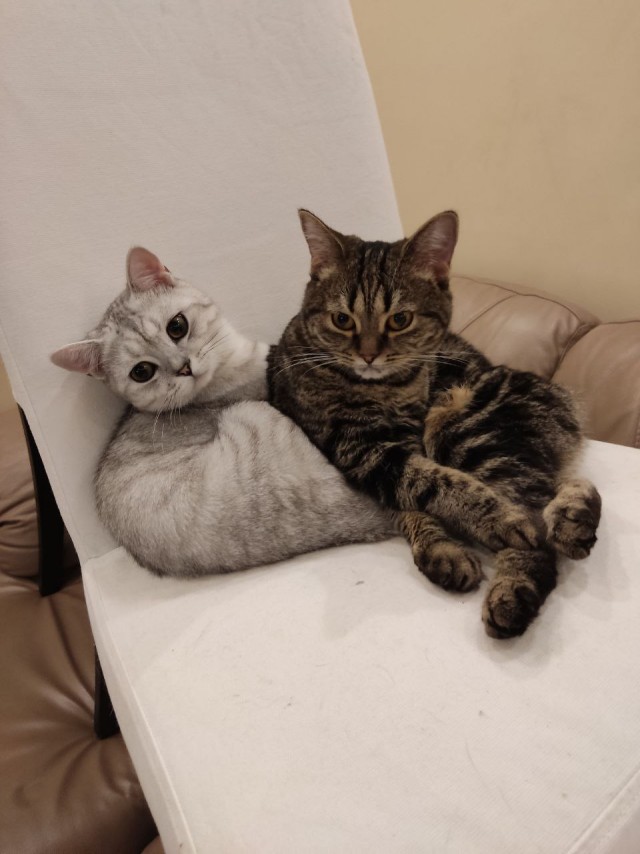 Котовторник