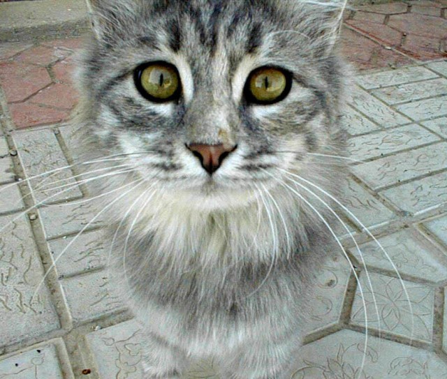 Из жизни одичавших кошек
