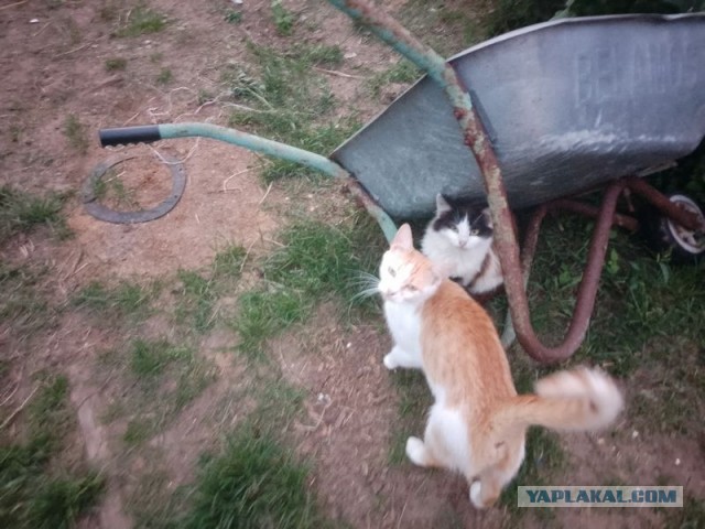 Жизнь домашнего приюта для котеек 455