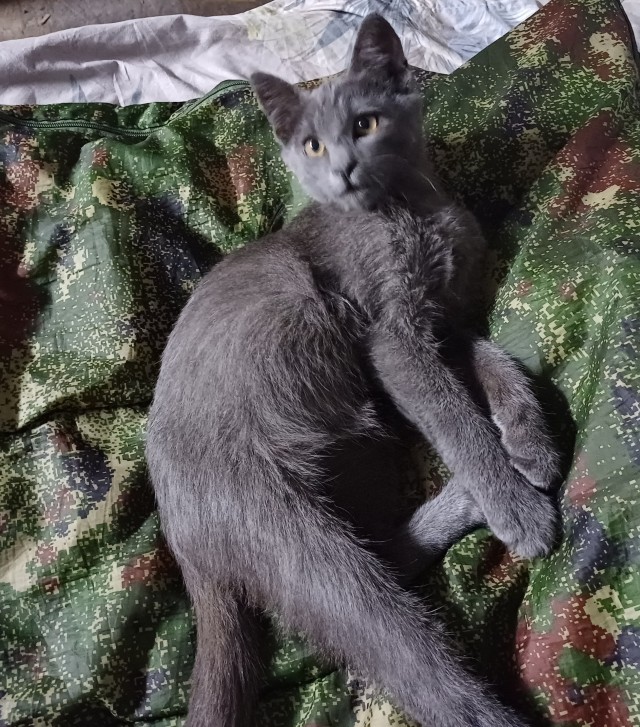 У нас появился кот