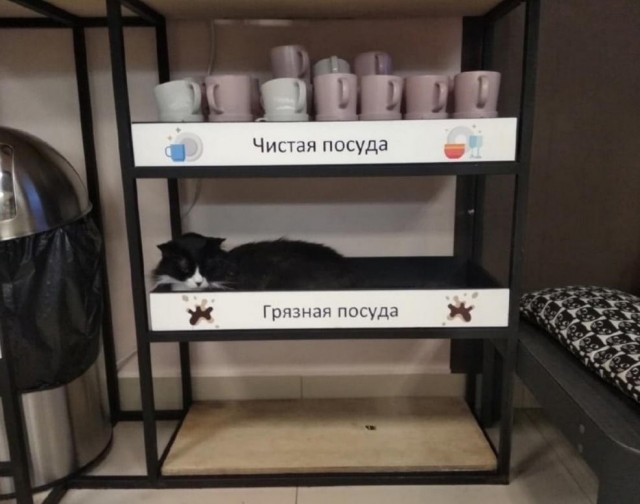 Жизнь домашнего приюта "Котоленд" 412