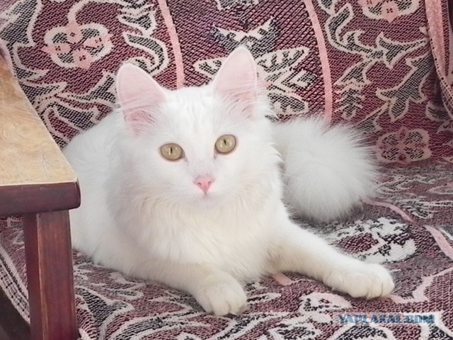 Ангел