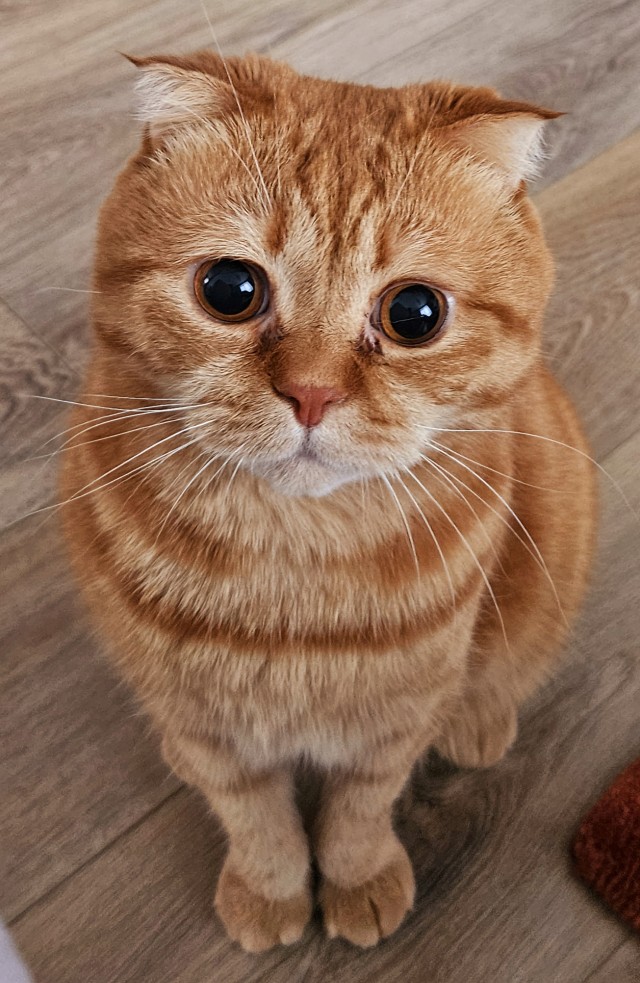 Что хочет кот?
