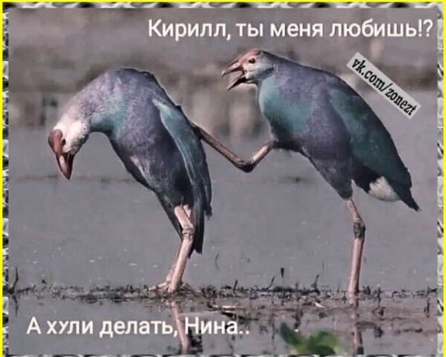 ТРРРидцать тРРРи от 8 апРРРеля