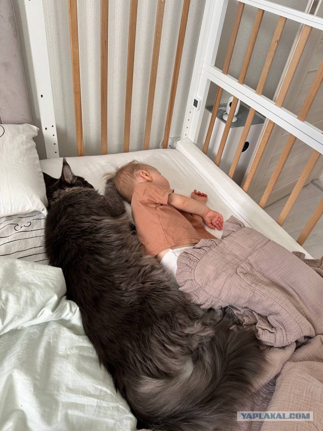 Котовторник