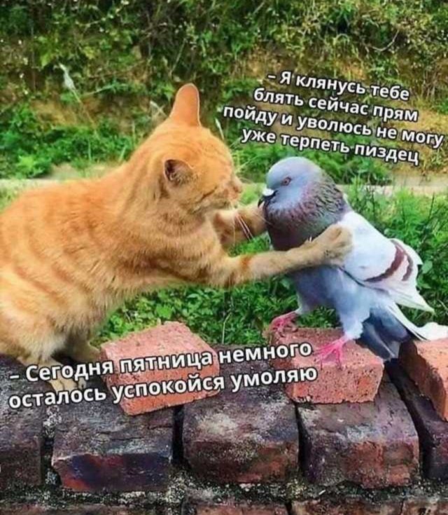 Финалисты фотоконкурса смешных домашних животных