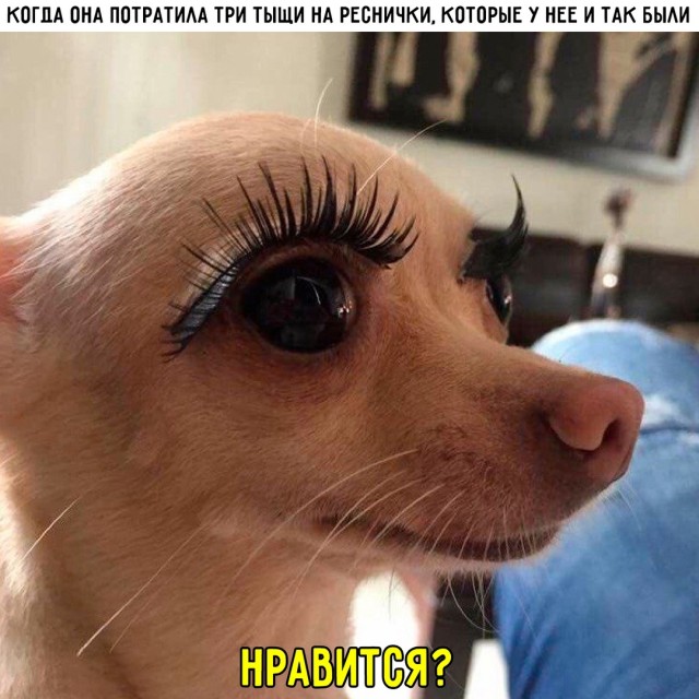 Весёлый полтишок 26.07.24