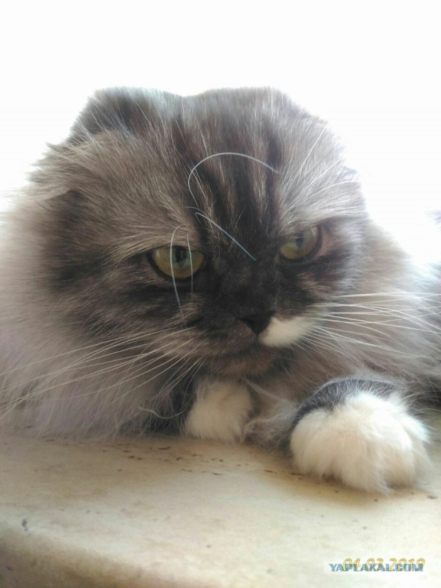 Котэ