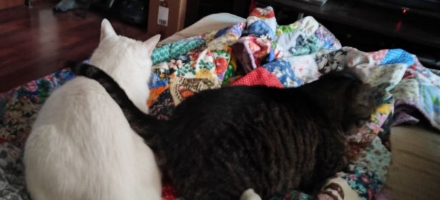 К котовторнику...