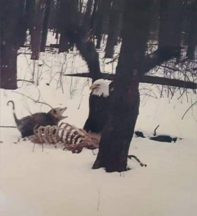 ФотоВинегрет