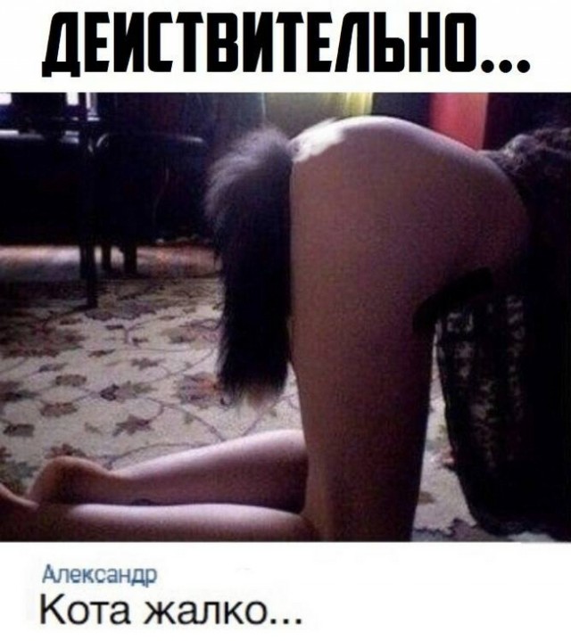 Девушка попросила в Хвиттере остальных скинуть любимые мемы с котами